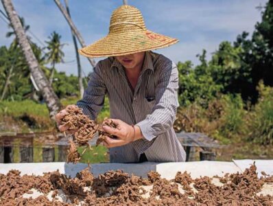 Shrimp Paste